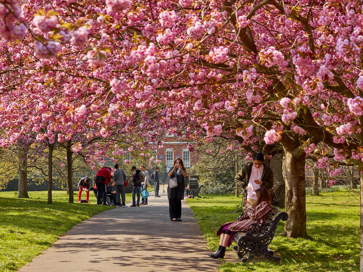 The 10 best places to see cherry blossom in the UK The 10 best places to see cherry blossom in the UK