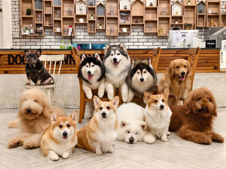 อัปเดตพิกัด 10 คาเฟ่หมาในกรุงเทพฯ ที่เหล่าทาสหมาต้องไปเช็กอิน อัปเดตพิกัด 10 คาเฟ่หมาในกรุงเทพฯ ที่เหล่าทาสหมาต้องไปเช็กอิน