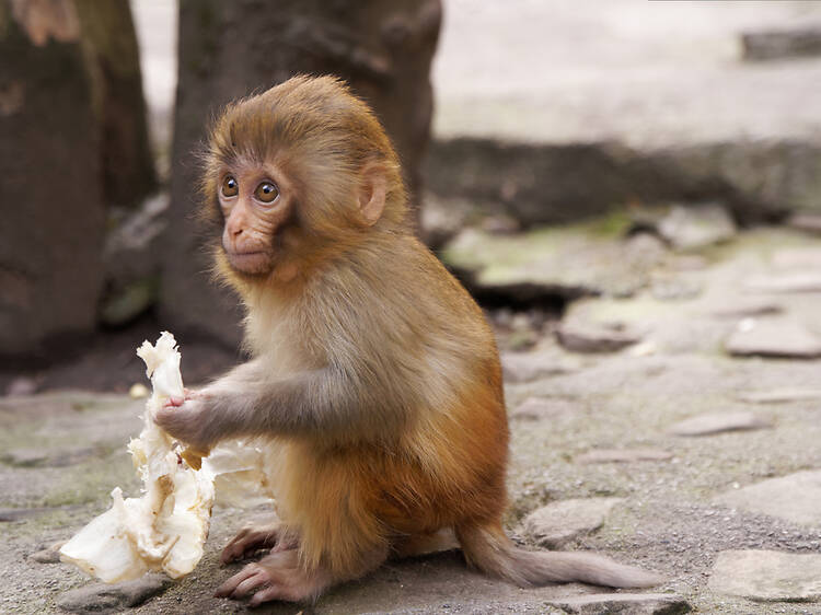 Punch who? Where to see macaque monkeys in London