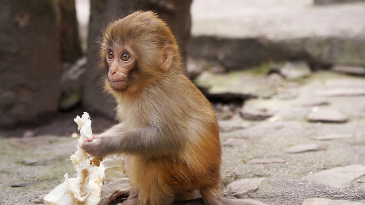 Punch who? Where to see macaque monkeys in London