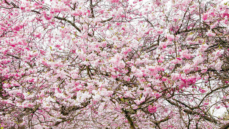 The best places to see cherry blossom in London
