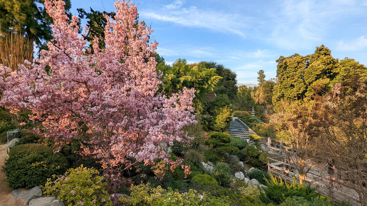 Where to see cherry blossoms in L.A.